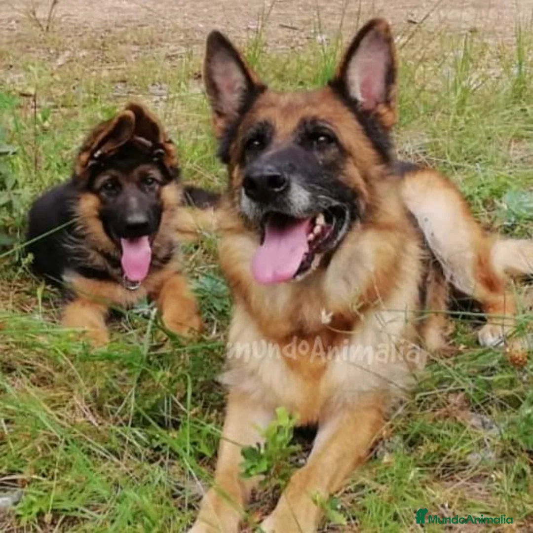 Imagen de galería {{count}}