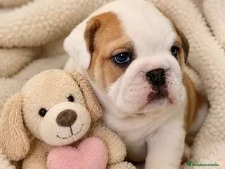 Bulldog Inglés perros Bulldog inglés macho - Anuncio 1