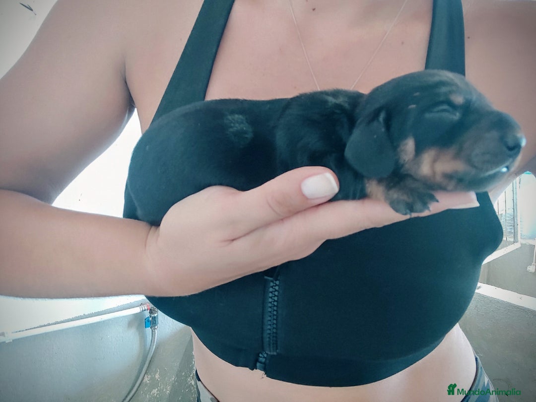 Teckel perros en venta: Cachorro de teckel  - Anuncio 2