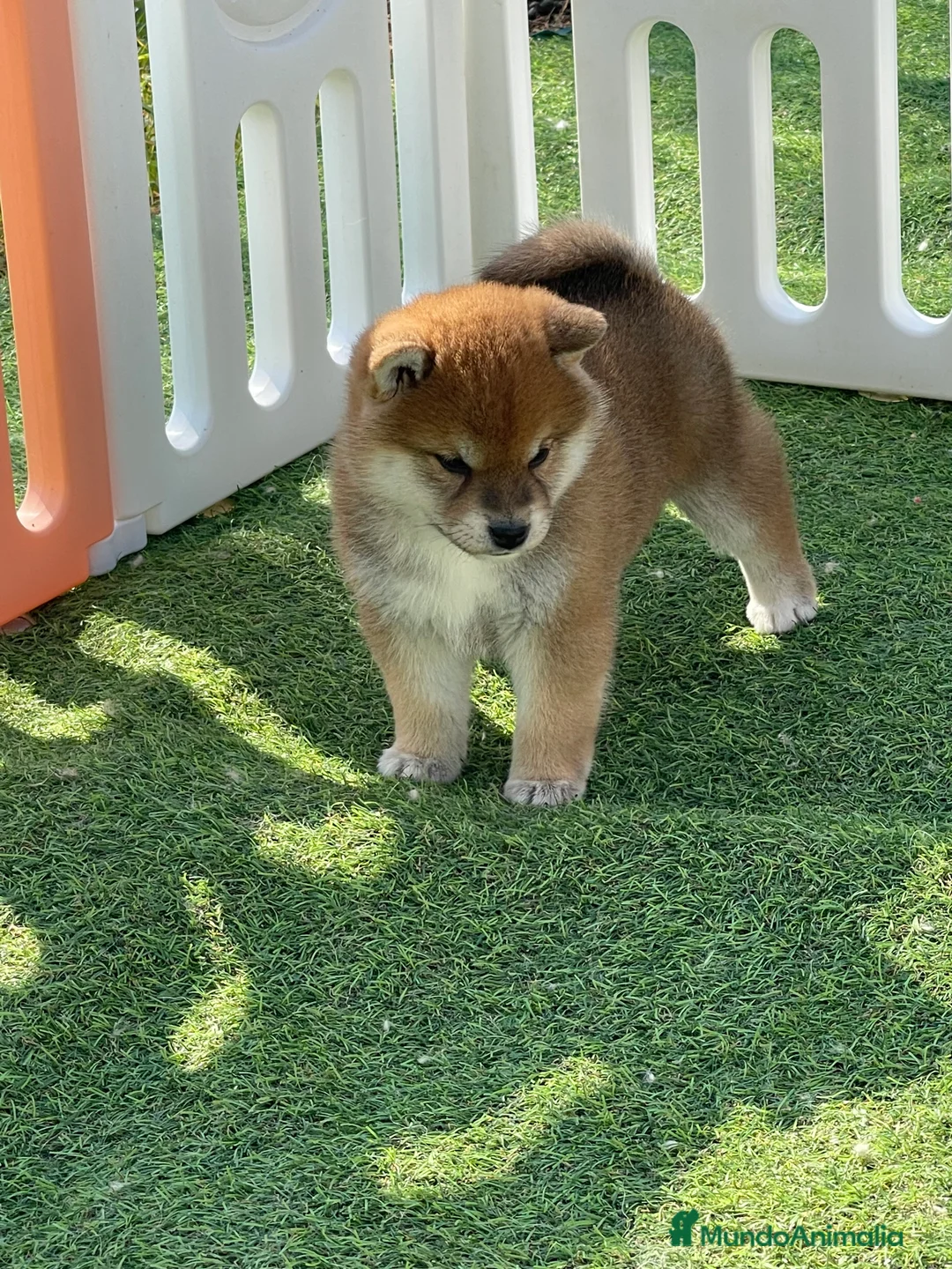 Shiba Inu perros en venta: Cachorros Shiba Inu - Anuncio 1