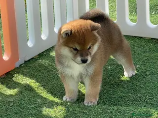 Shiba Inu perros Cachorros Shiba Inu - Anuncio 4