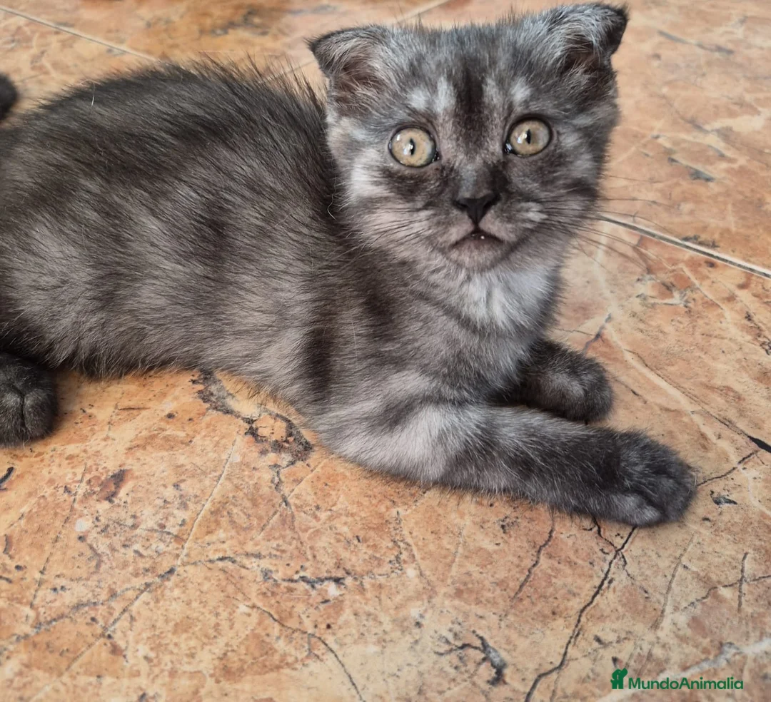 Británico de Pelo Corto gatos en venta: Maravillosos scottich fold y Brittich - Anuncio 1