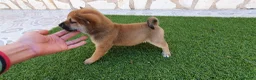 Shiba Inu perros en venta: Shiba Inu Calidad Top - Anuncio 2
