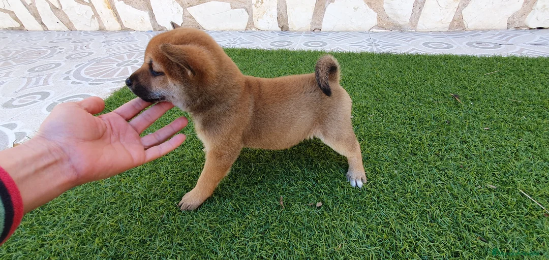 Shiba Inu perros en venta: Shiba Inu Calidad Top - Anuncio 2
