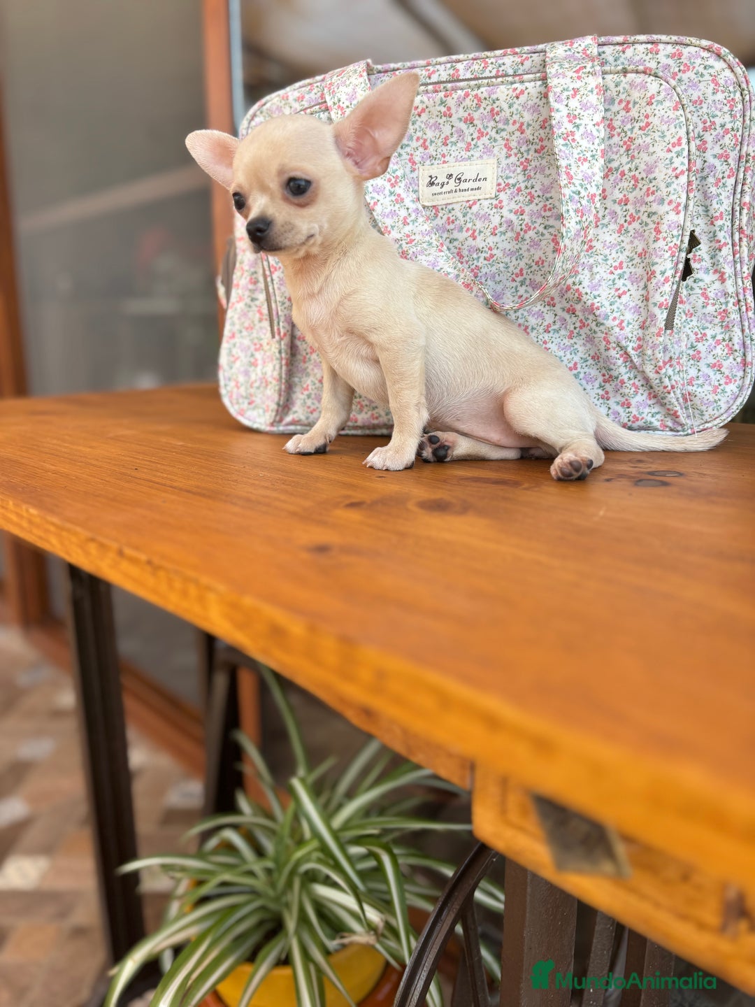 Chihuahua perros en venta: Chihuahua Toy Hwmbra  - Anuncio 5