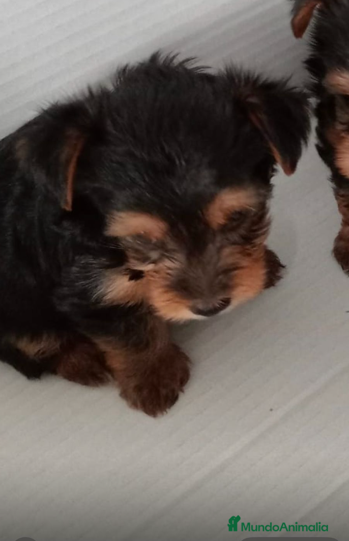 Yorkshire Terrier perros Yorkshire - Anuncio 2