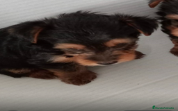 Yorkshire Terrier perros en venta: Yorkshire - Imagen 2
