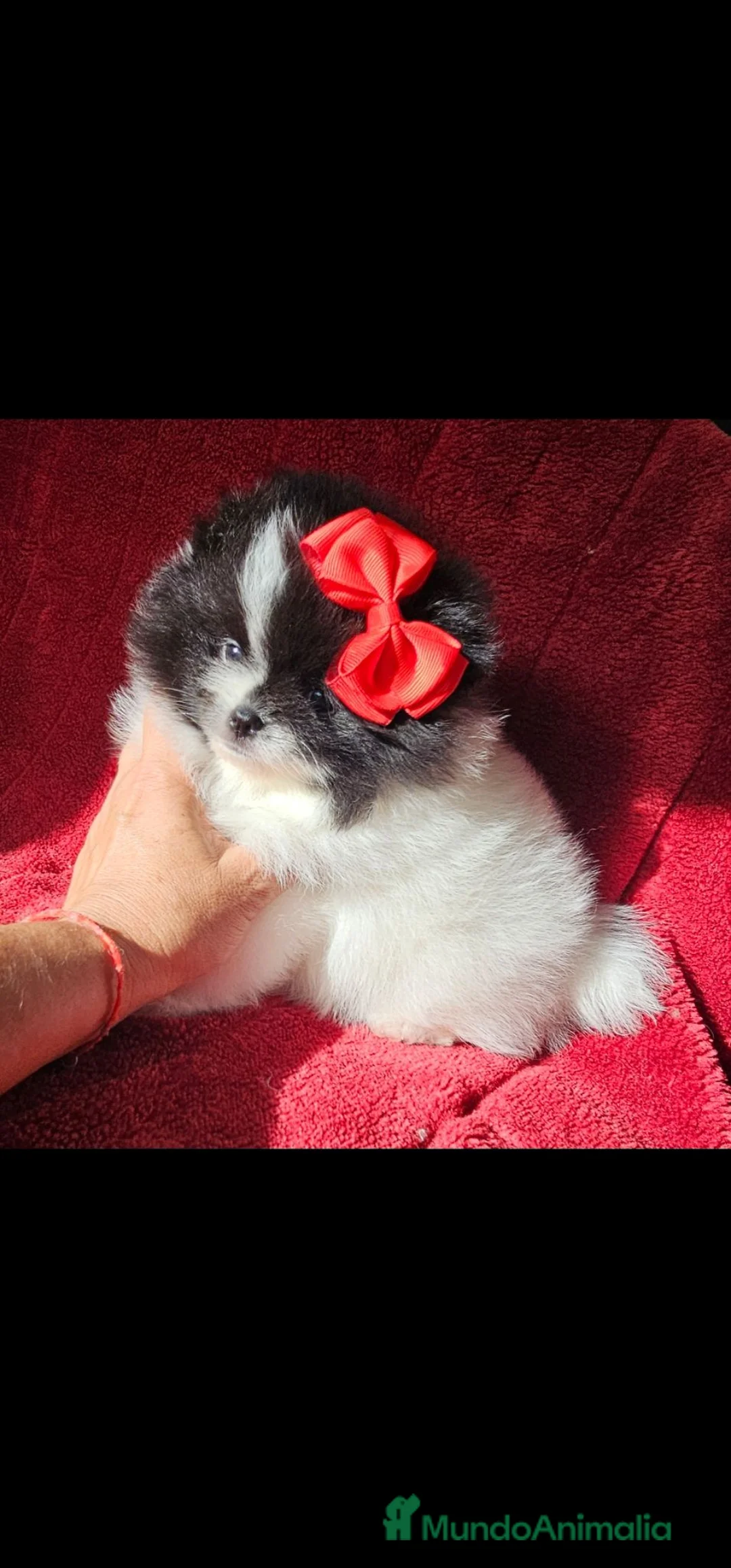 Pomerania perros en venta: HEMBRITA POMERANIA  - Anuncio 2