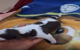 Perro de Agua Español perros en venta: PERRO DE AGUA ESPAÑOL - Anuncio 4