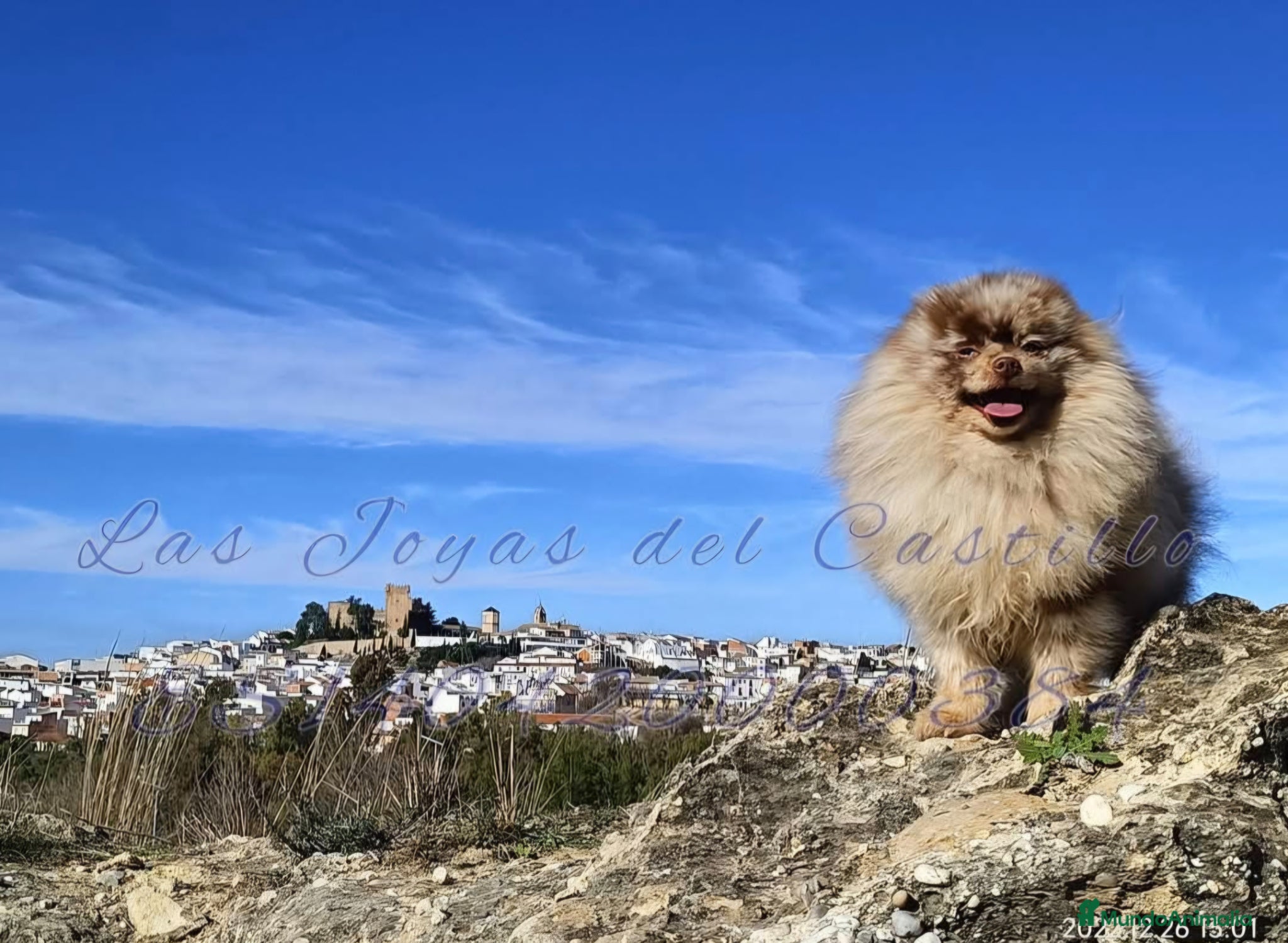 Pomerania perros Pomerania lilac chocomerle - Anuncio 3
