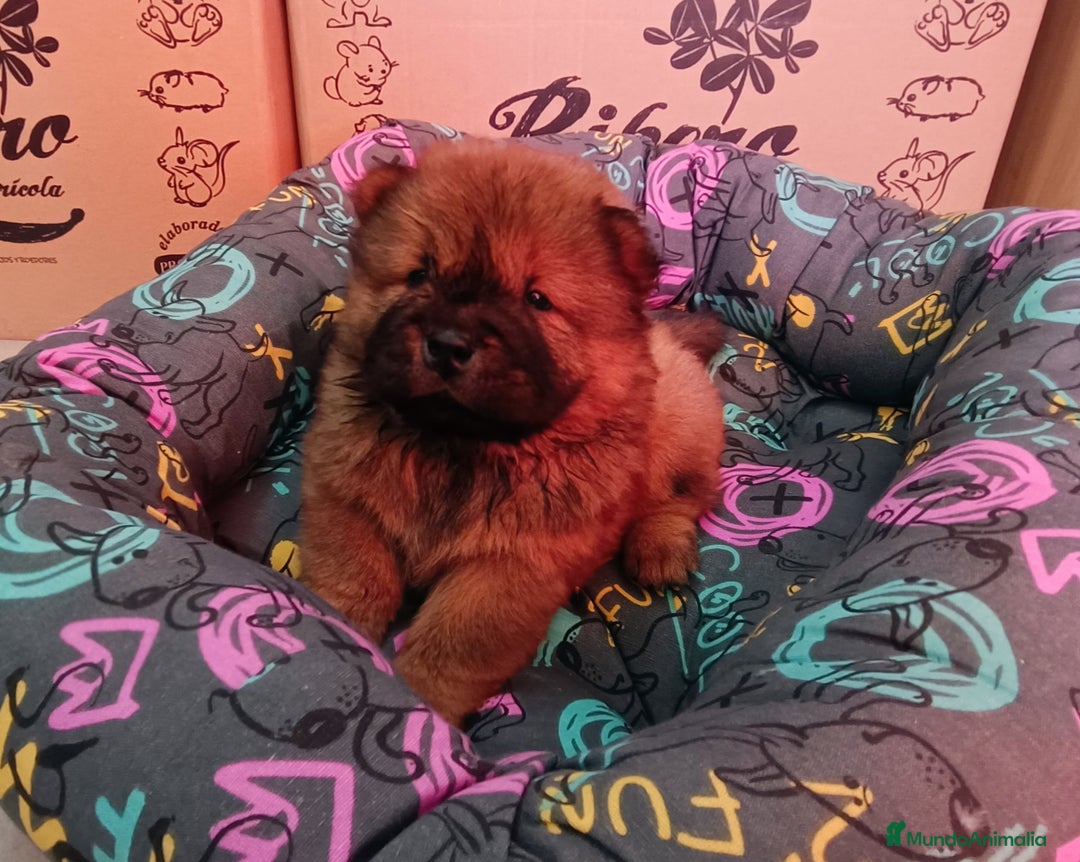 Chow Chow perros en venta: CACHORROS DE CHOW-CHOW  - Imagen 4