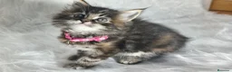 Maine Coon gatos en venta: Hembras de Maine Coon  - Anuncio 2