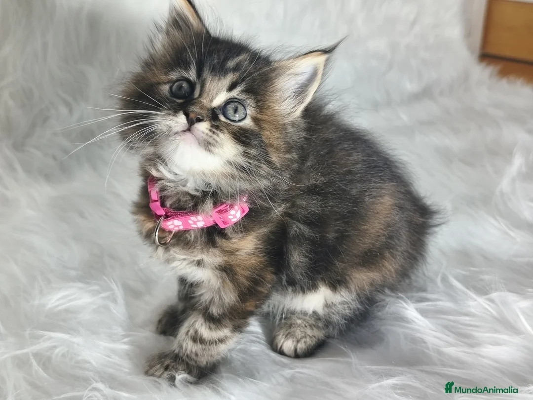 Maine Coon gatos en venta: Hembras de Maine Coon  - Anuncio 2