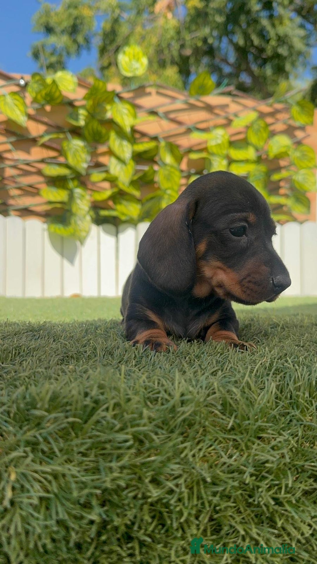 Teckel Miniatura perros en venta: TECKELL MINIATURA MACHO - Imagen 4
