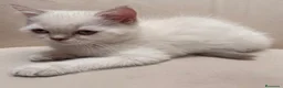 Brasileño de Pelo Corto gatos en venta: British Short Hair  - Anuncio 6