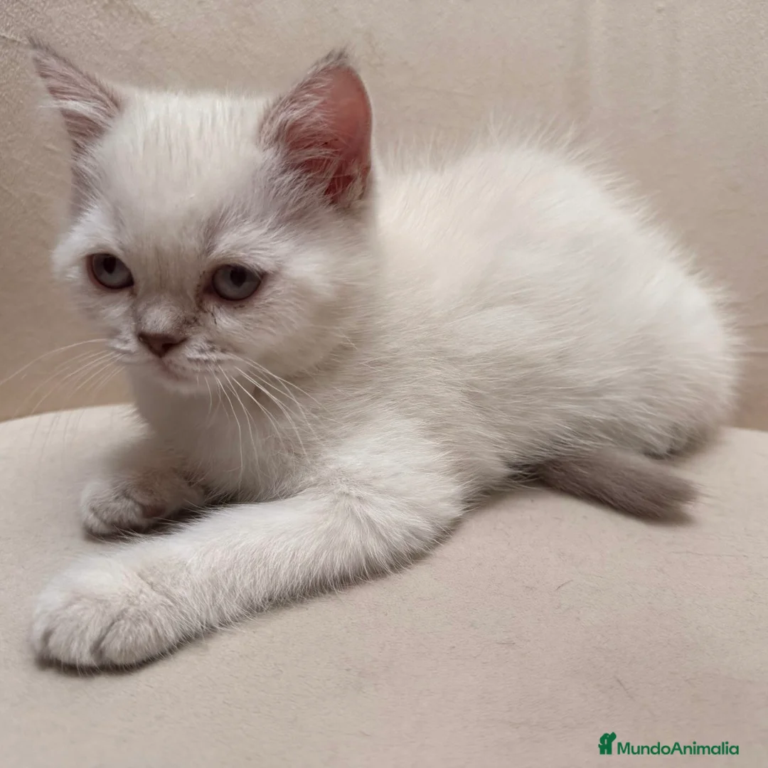 Brasileño de Pelo Corto gatos en venta: British Short Hair  - Anuncio 6
