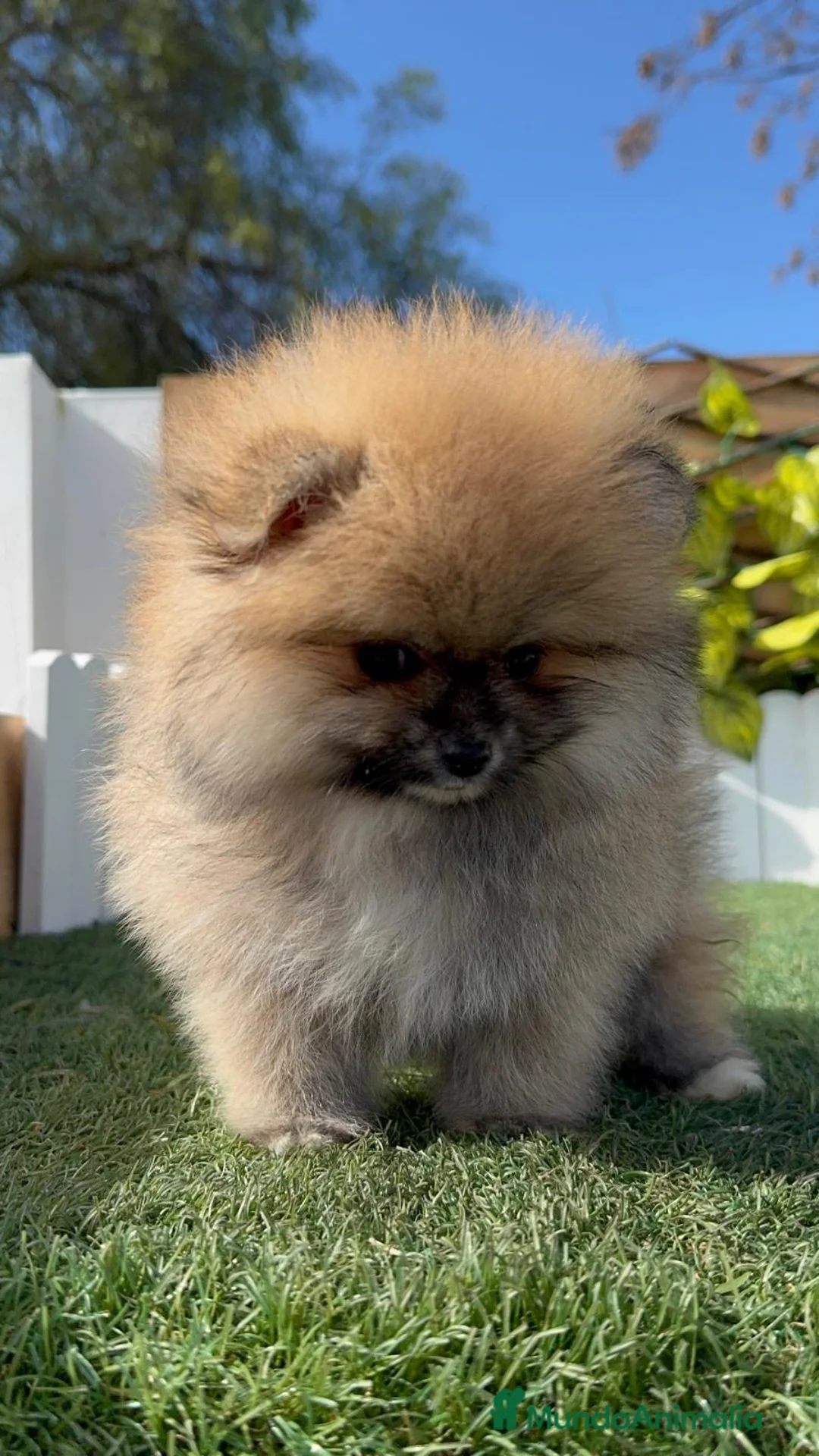 Pomerania perros en venta: POMERANIA HEMBRA - Anuncio 1