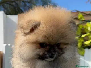 Pomerania perros POMERANIA HEMBRA - Anuncio 1