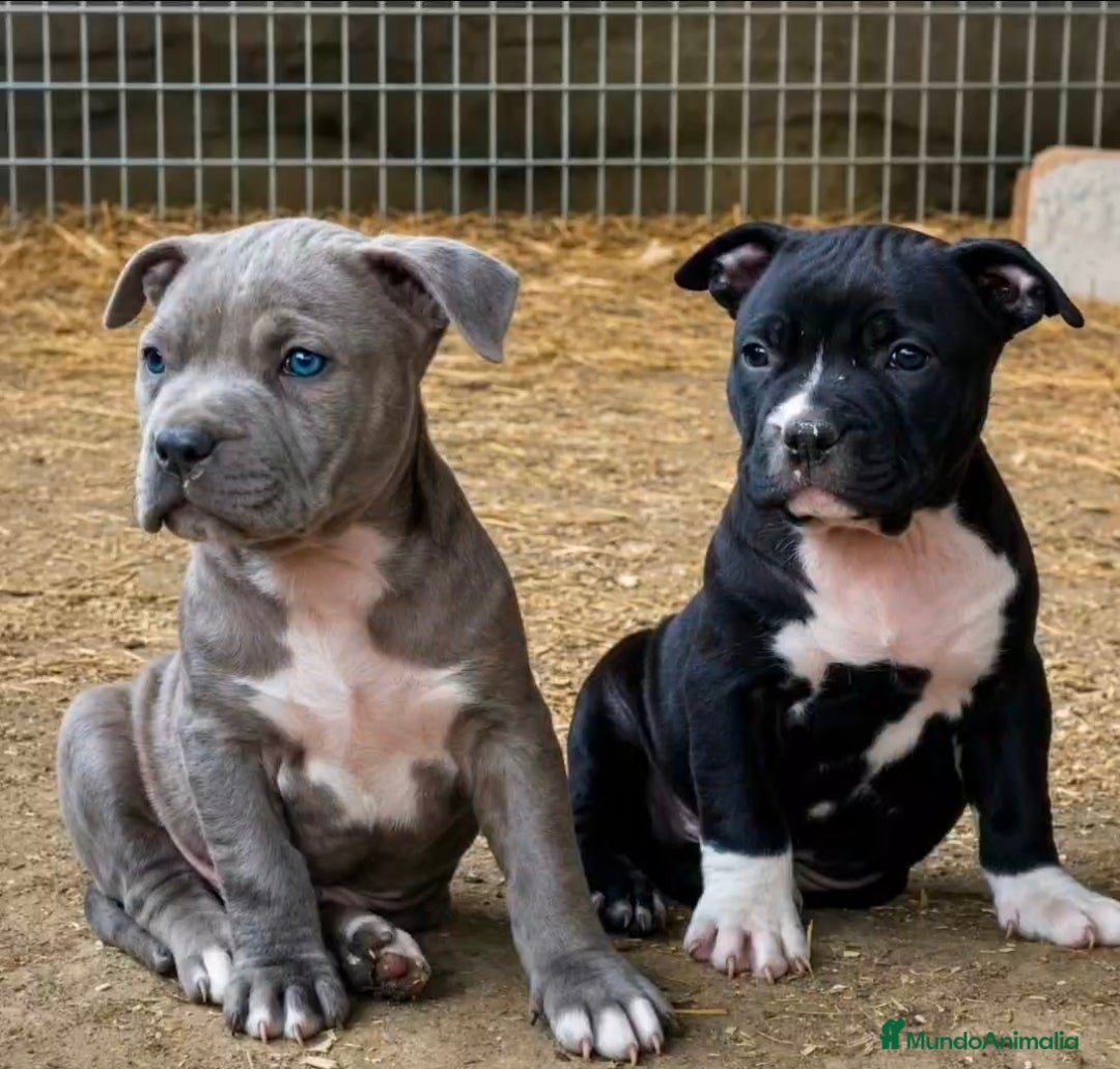 American Pit Bull Terrier perros Pit bull terrier blues y merles - Anuncio 1