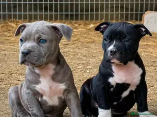 American Pit Bull Terrier perros Pit bull terrier blues y merles - Anuncio 1