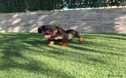 Teckel perros en venta: Teckel cachorro macho  - Imagen 8