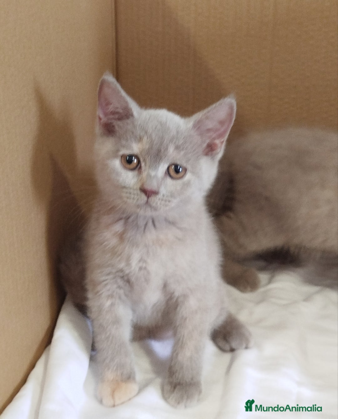 Británico de Pelo Corto gatos en venta: British Shorthair última hembra  - Imagen 6