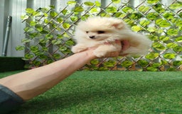 Pomerania perros en venta: Pomeranias toy  - Anuncio 2