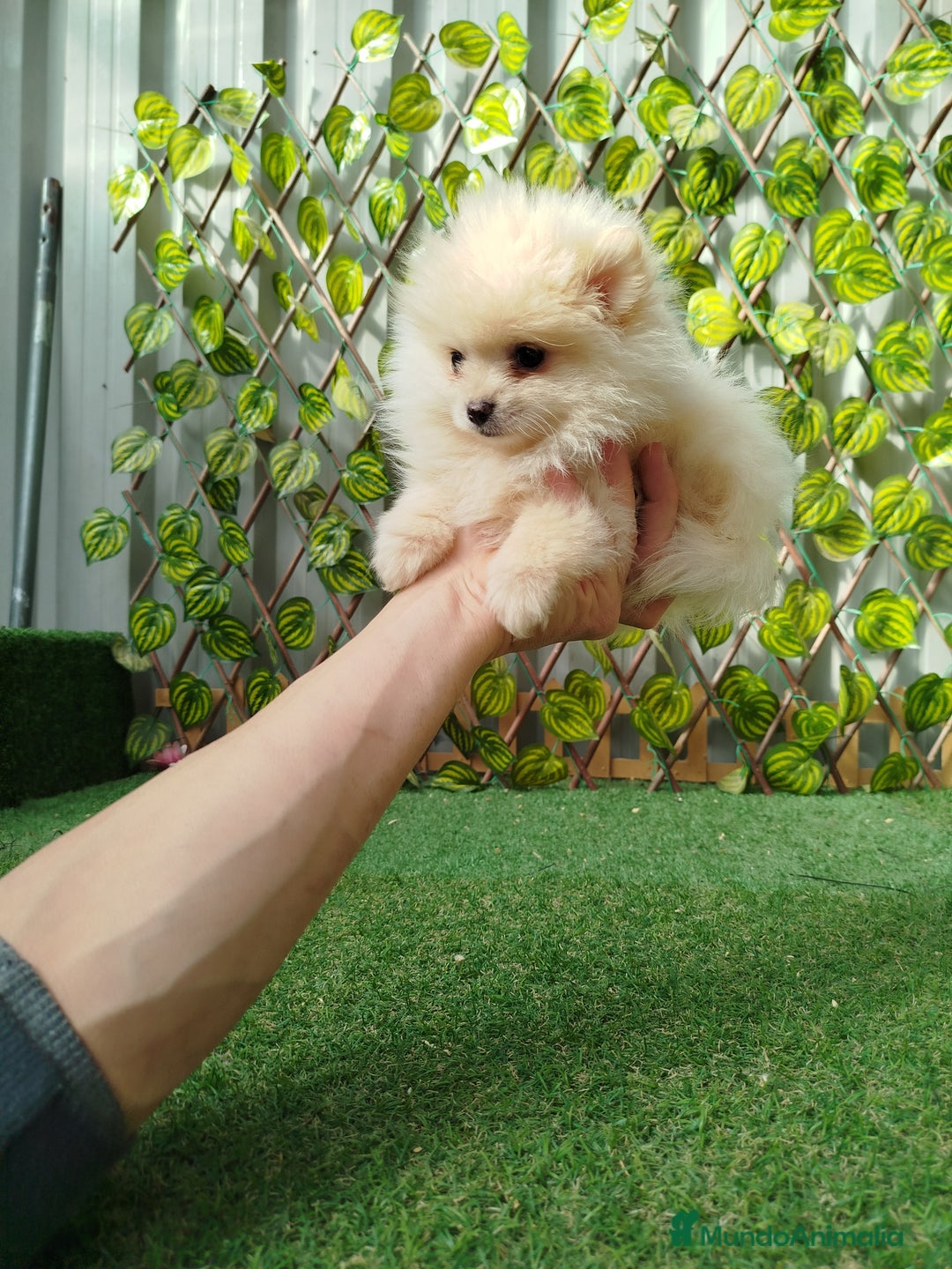 Pomerania perros en venta: Pomeranias toy  - Anuncio 2