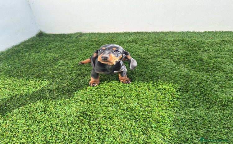 Teckel Miniatura perros TECKEL MINIATURA  - Anuncio 1