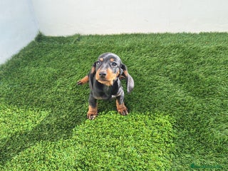 Teckel Miniatura perros TECKEL MINIATURA - Anuncio 2