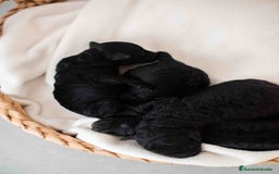 Caniche Toy perros en venta: Caniche toy negro - Anuncio 4