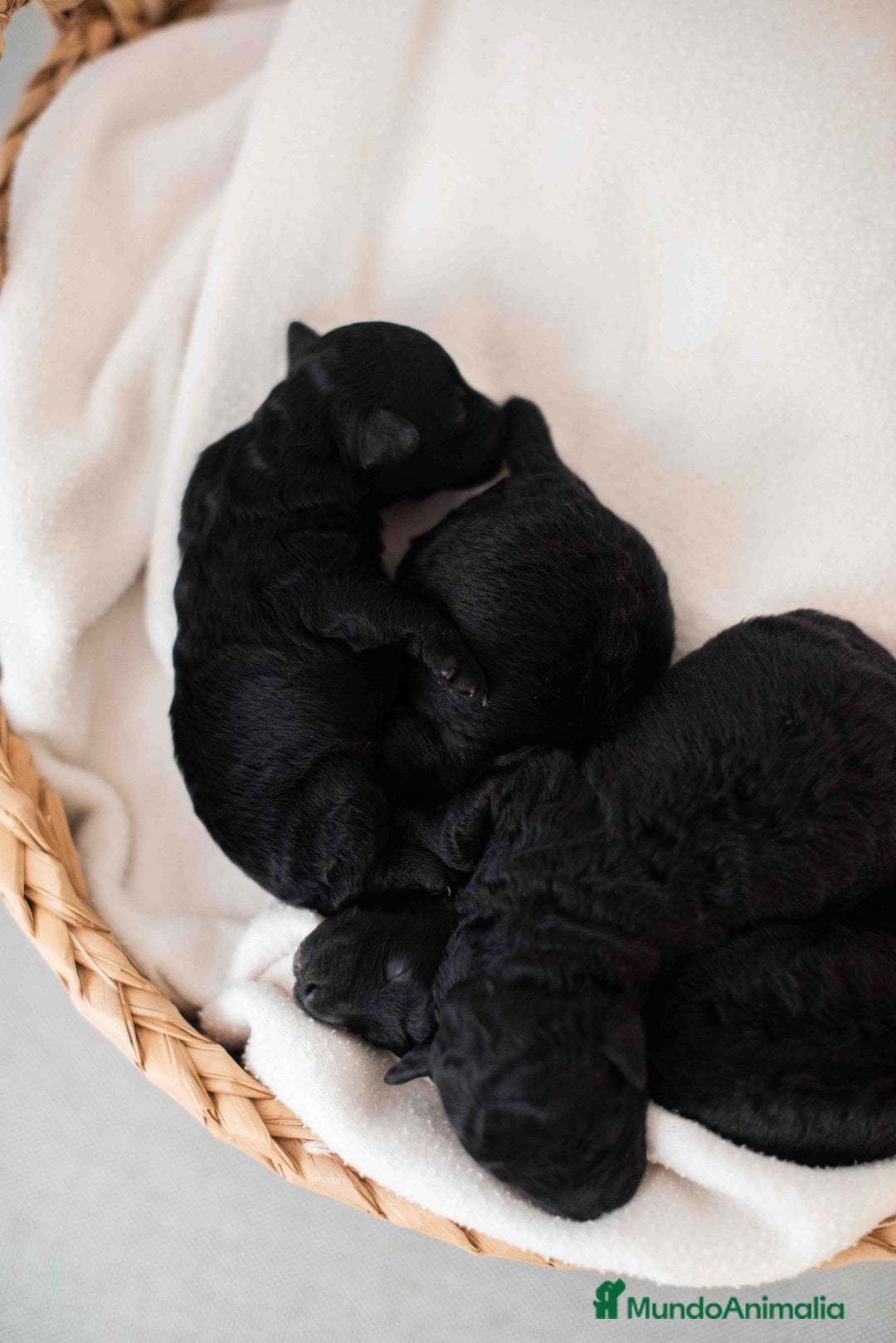 Caniche Toy perros en venta: Caniche toy negro - Anuncio 4