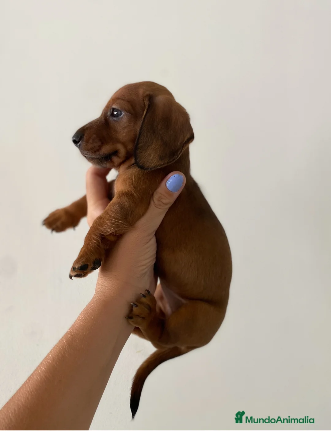 Teckel perros en venta: Excelentes Teckel Kaninchen y mini  en Valencia - Anuncio 2