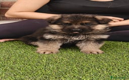 Pastor Alemán perros en venta: Espectacular cachorro de pastor alemán  - Imagen 1