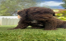Perro de Agua Español perros en venta: PERRO DE AGUA ESPAÑOL MACHO CHOCOLATE - Imagen 15