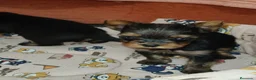 Yorkshire Terrier perros en venta: Yorkshire terrier Toy - Anuncio 2