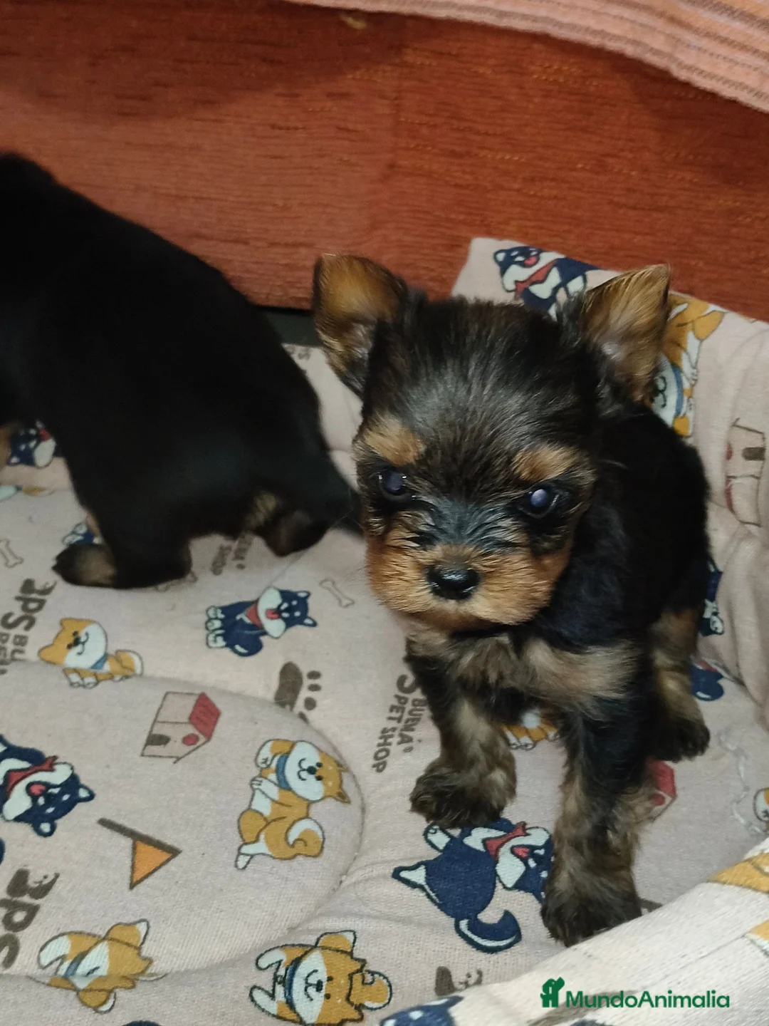 Yorkshire Terrier perros en venta: Yorkshire terrier Toy - Anuncio 2
