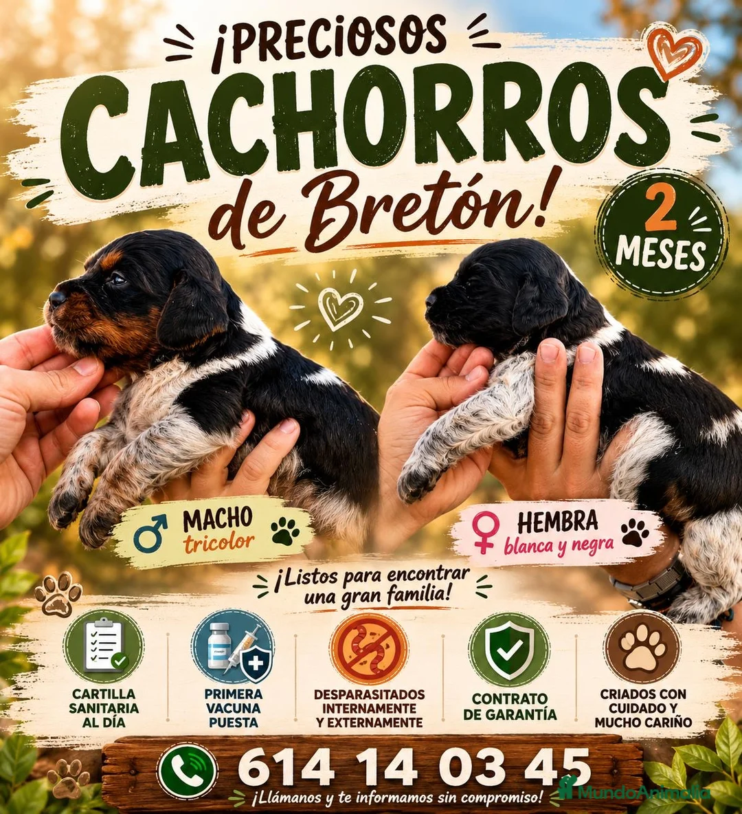 Épagneul Breton perros en venta: Excelentes cachorros spaniel Breton  - Anuncio 1