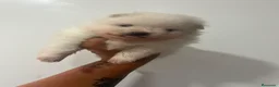 Pomerania perros en venta: Cachorros de pomerania  - Anuncio 3