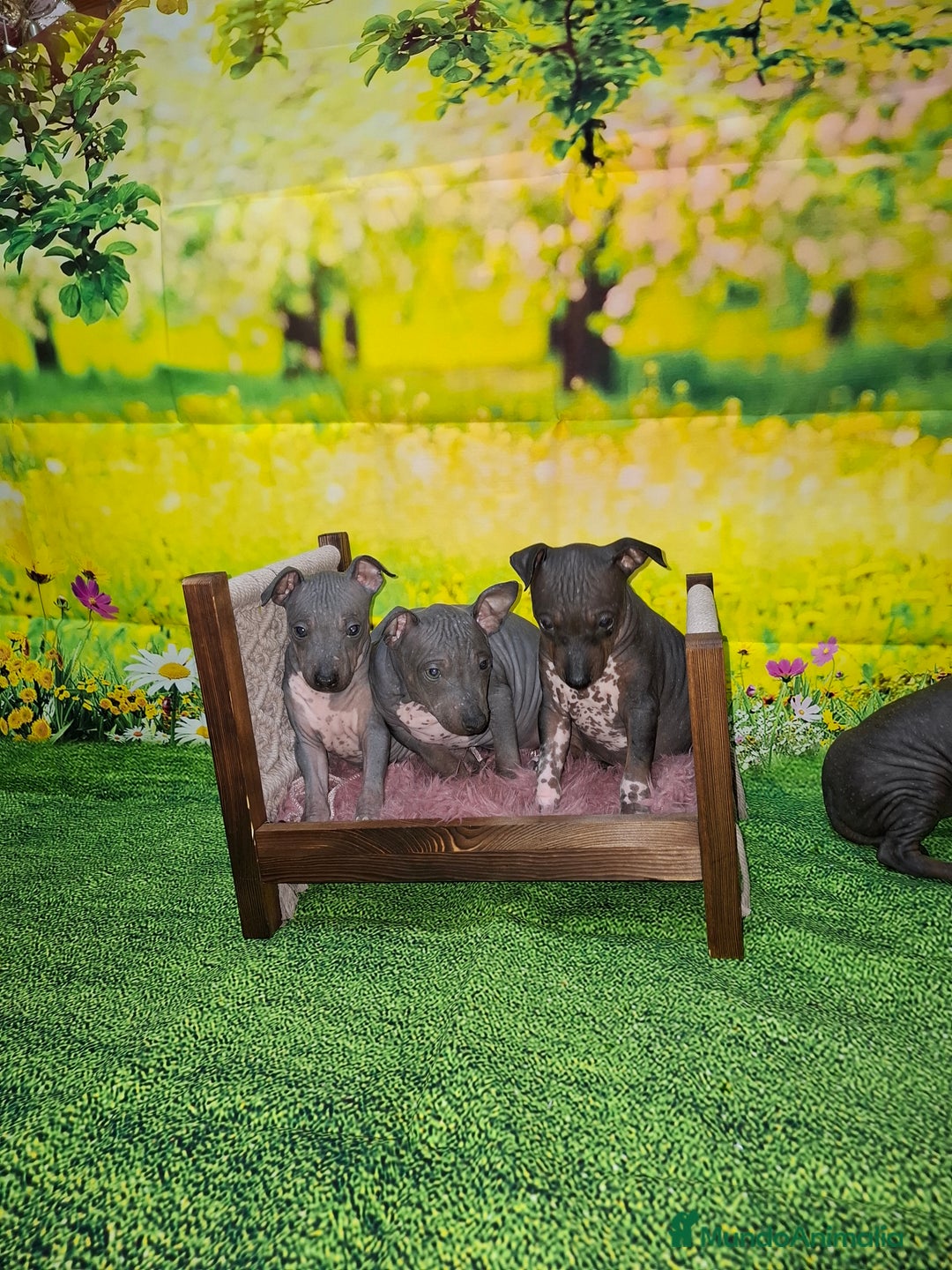 Perro Sin Pelo de Perú perros en venta: American hairles terrier  - Anuncio 7