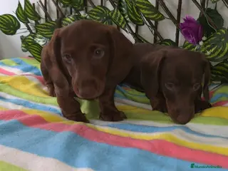 Teckel Miniatura perros Preciosos teckel - Anuncio 1