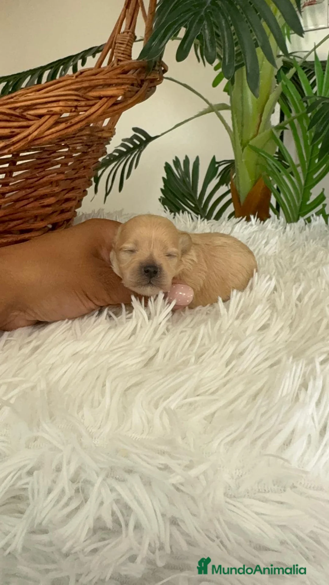 Maltipoo perros en venta: MALTIPOO TOY HEMBRA - Anuncio 13