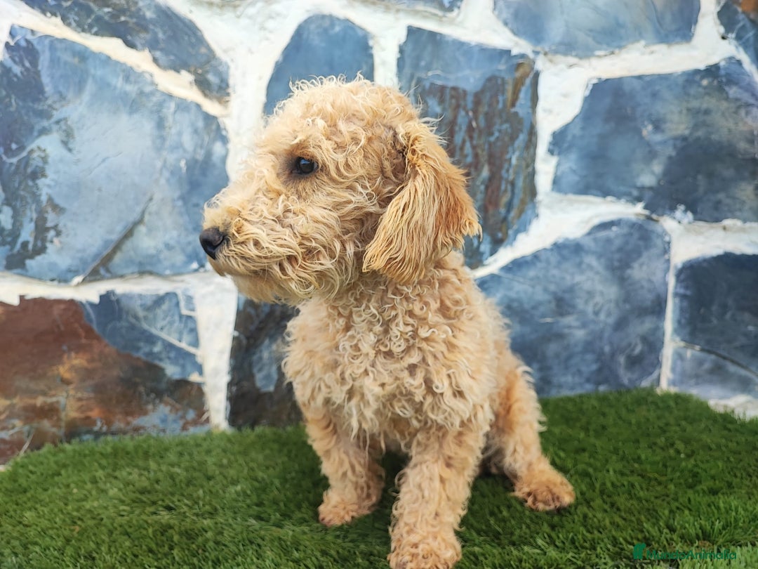 Caniche Enano perros en venta: Caniche - Anuncio 4