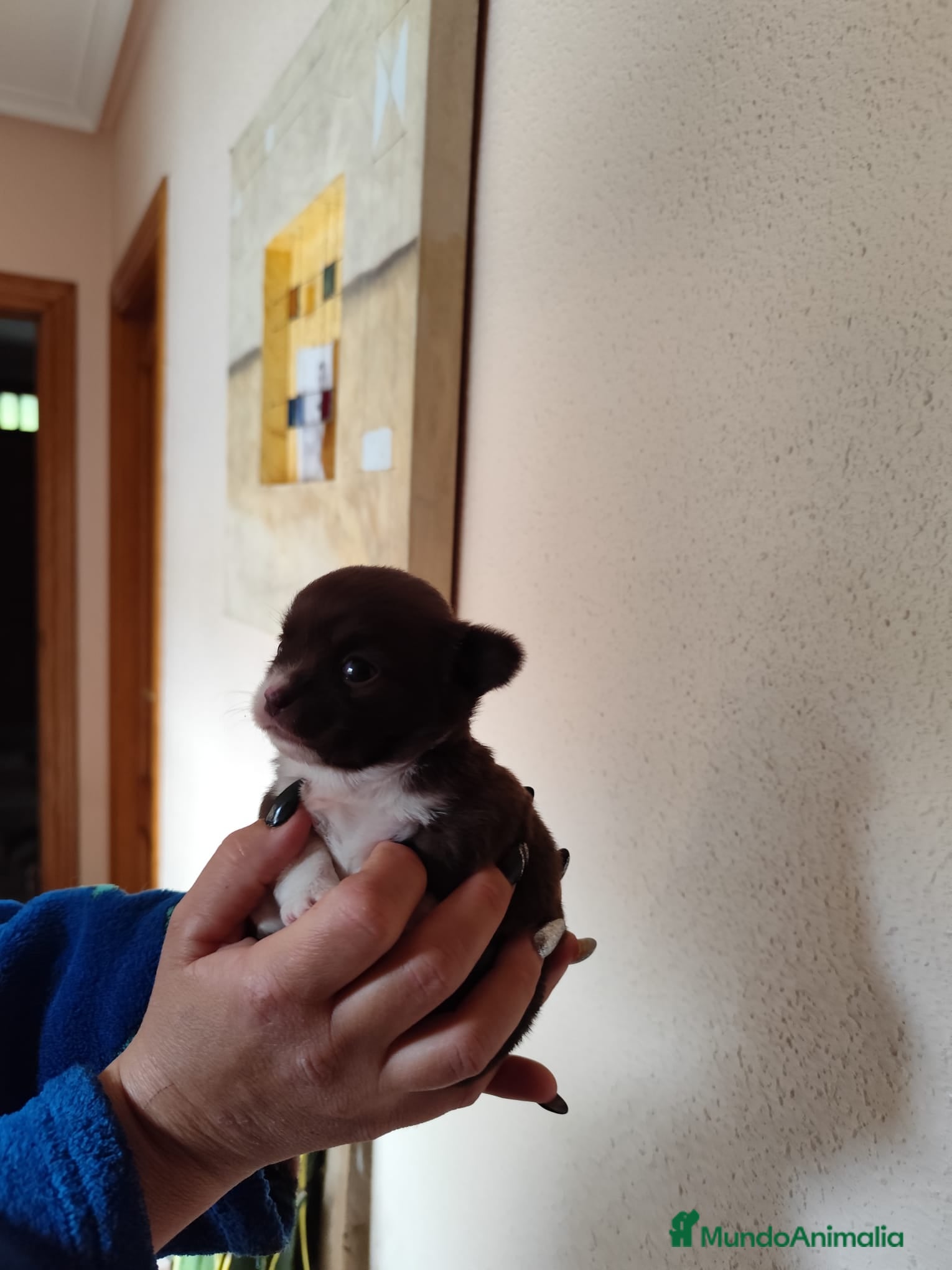 Chihuahua perros CHIHUAHUA HEMBRA EXCLUSIVA  - Anuncio 10