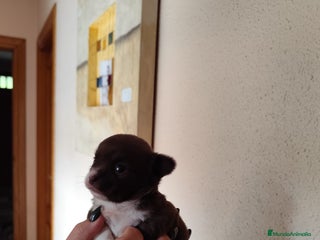 Chihuahua perros CHIHUAHUA HEMBRA EXCLUSIVA - Anuncio 2