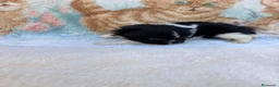 Pomerania perros en venta: Pomerania - Anuncio 2