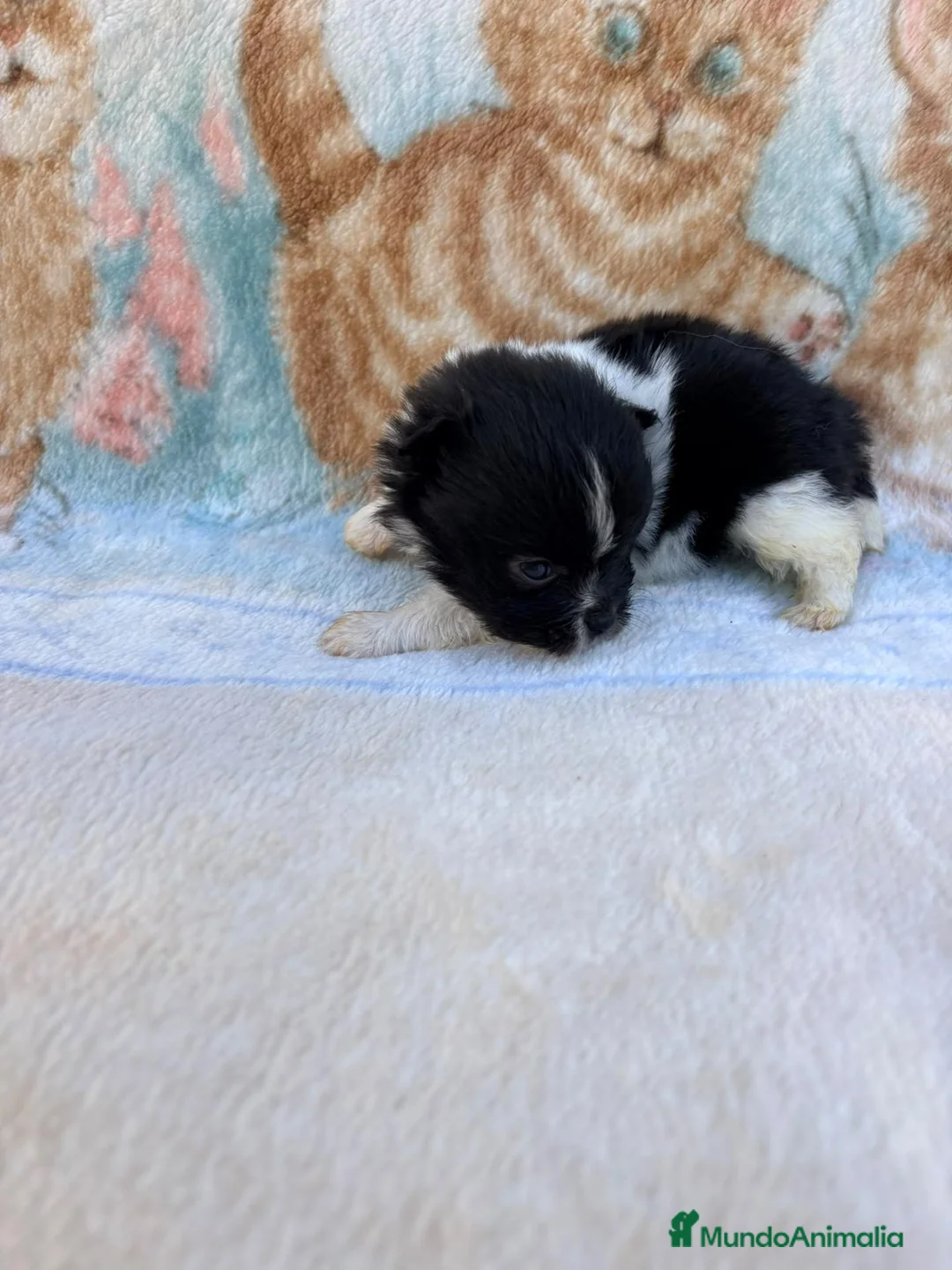 Pomerania perros en venta: Pomerania - Anuncio 2