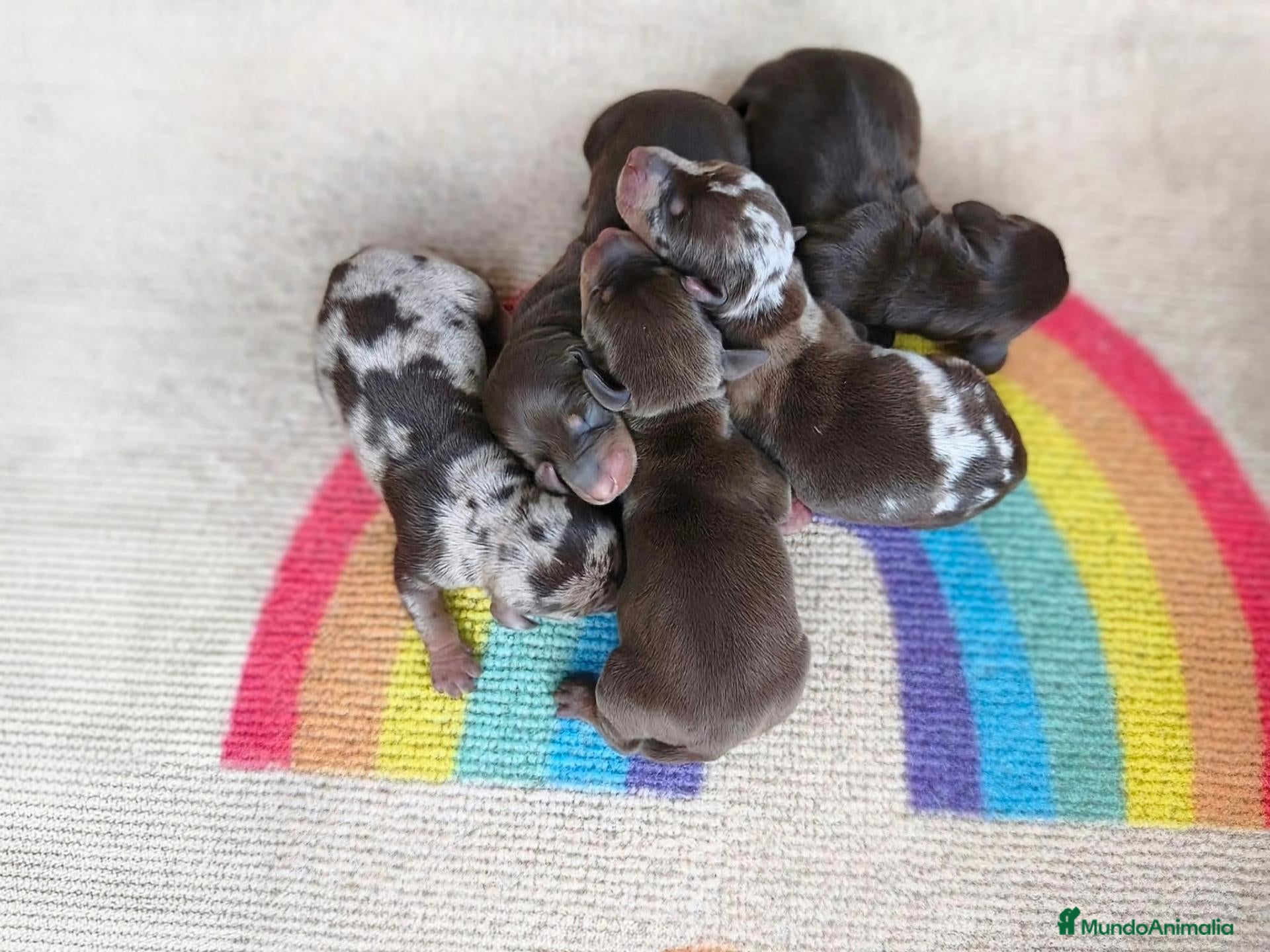 Teckel Miniatura perros PRECIOSA CAMADA TECKELS  - Anuncio 1