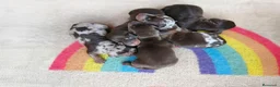 Teckel Miniatura perros en venta: TECKELS MINIATURAS PRECIOSA CAMADA  - Anuncio 2