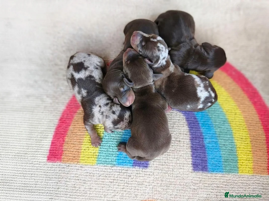 Teckel Miniatura perros en venta: TECKELS MINIATURAS PRECIOSA CAMADA  - Anuncio 2